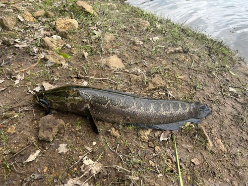 ライギョの釣果