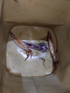 イカの釣果