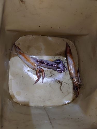 イカの釣果