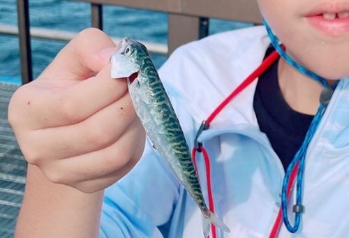 サバの釣果