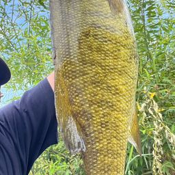 スモールマウスバス