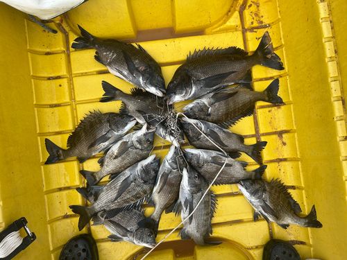 クロダイの釣果