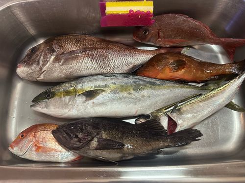 マダイの釣果