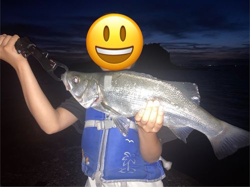 フッコ（ヒラスズキ）の釣果