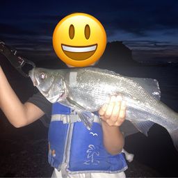 フッコ（ヒラスズキ）