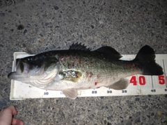 ラージマウスバスの釣果