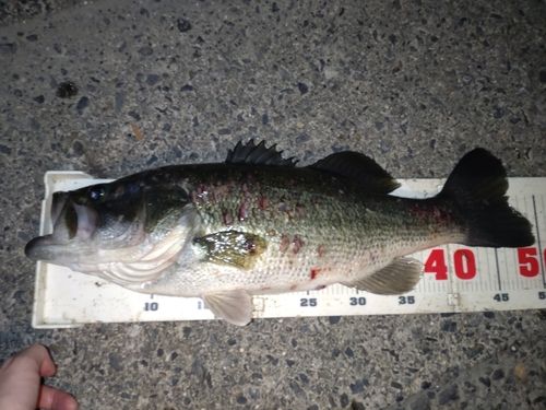 ラージマウスバスの釣果