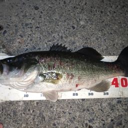 ラージマウスバス