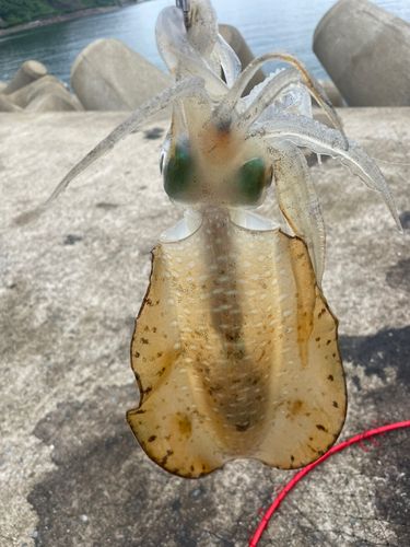 アオリイカの釣果