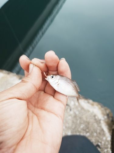 チャリコの釣果