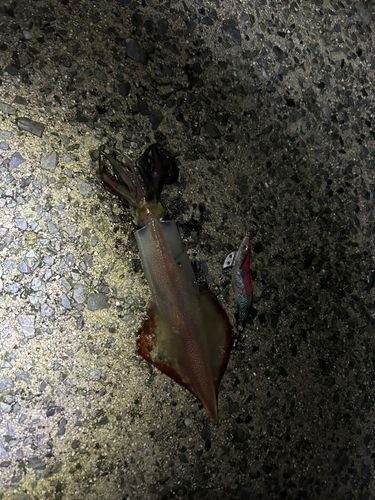 ヤリイカの釣果