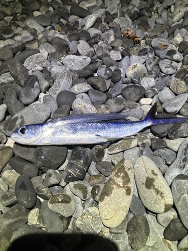 トビウオの釣果