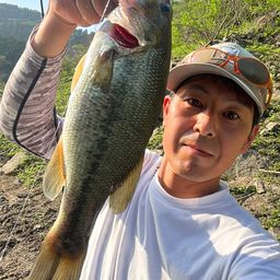 ラージマウスバス