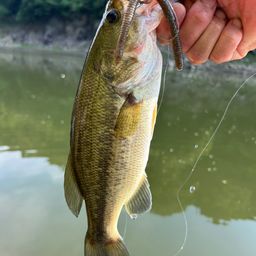 ラージマウスバス