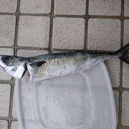 マサバ