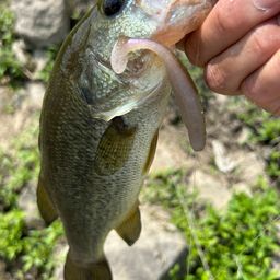 ラージマウスバス