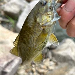 スモールマウスバス