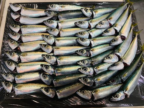 サバの釣果