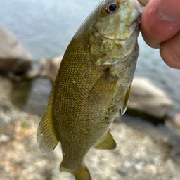 スモールマウスバス