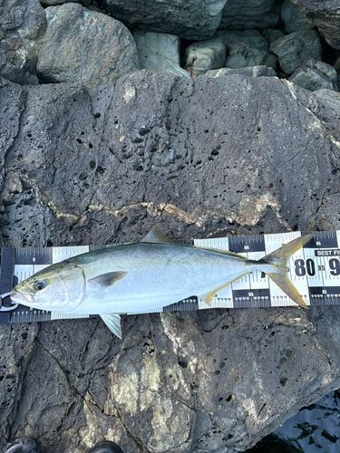 ブリの釣果