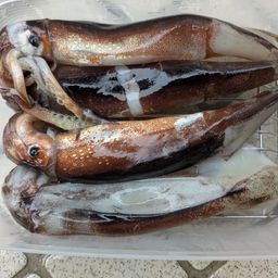 ムギイカ