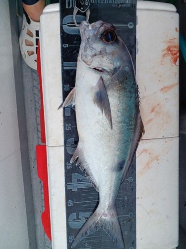 メダイの釣果