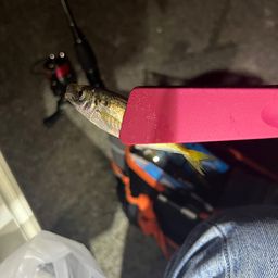 アジ
