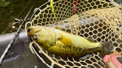 ラージマウスバスの釣果