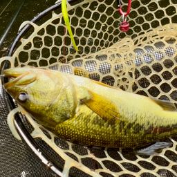 ラージマウスバス