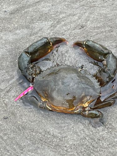 ノコギリガザミの釣果