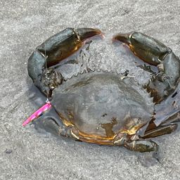 ノコギリガザミ