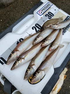 キスの釣果