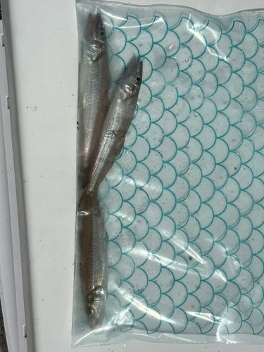 キスの釣果