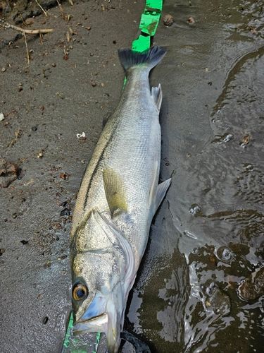 スズキの釣果