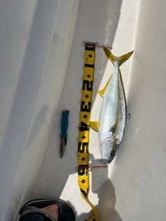ヒラマサの釣果