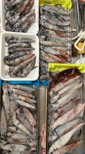 ケンサキイカの釣果