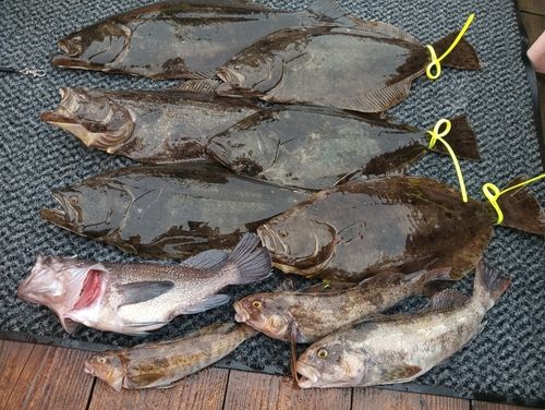 ヒラメの釣果