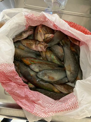 キュウセンの釣果