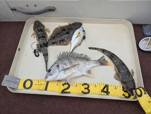 マゴチの釣果