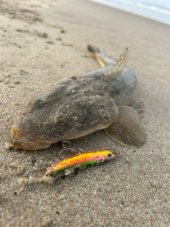 マゴチの釣果