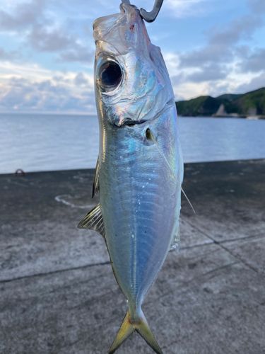 メアジの釣果