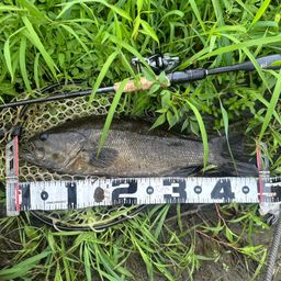 スモールマウスバス