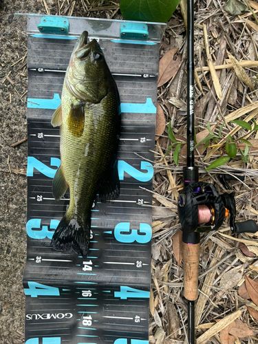 ブラックバスの釣果