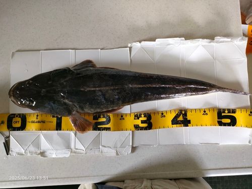 マゴチの釣果