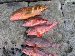 キジハタの釣果