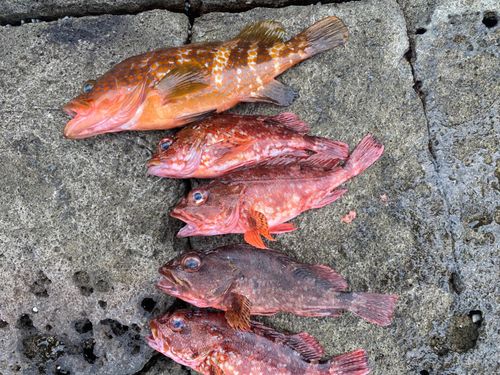 キジハタの釣果