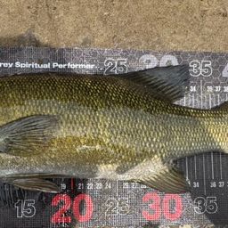 スモールマウスバス