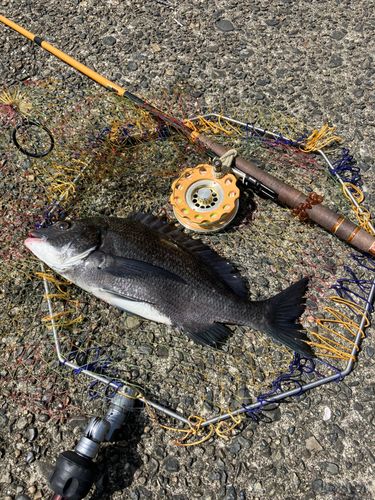 クロダイの釣果