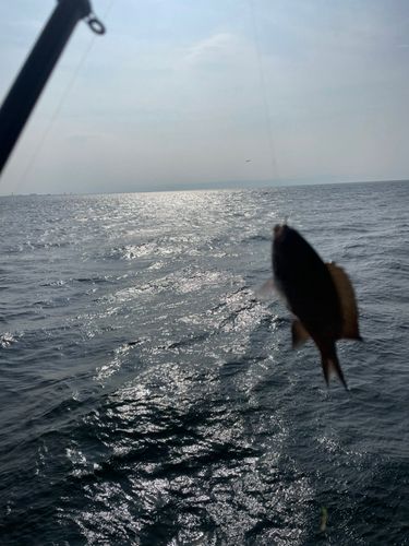 スズメダイの釣果