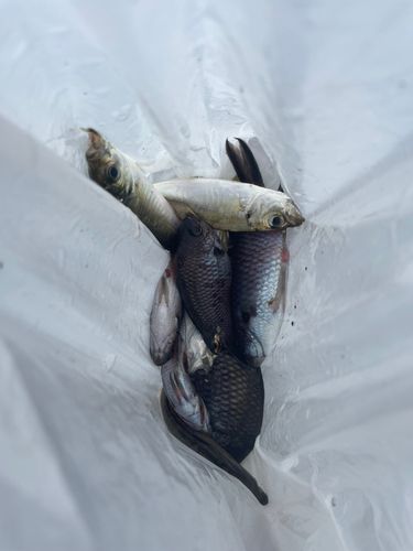 スズメダイの釣果